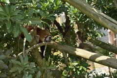 Sleeping lesser panda