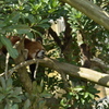 Sleeping lesser panda