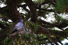 Ninebird