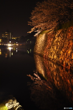 堀に咲く桜