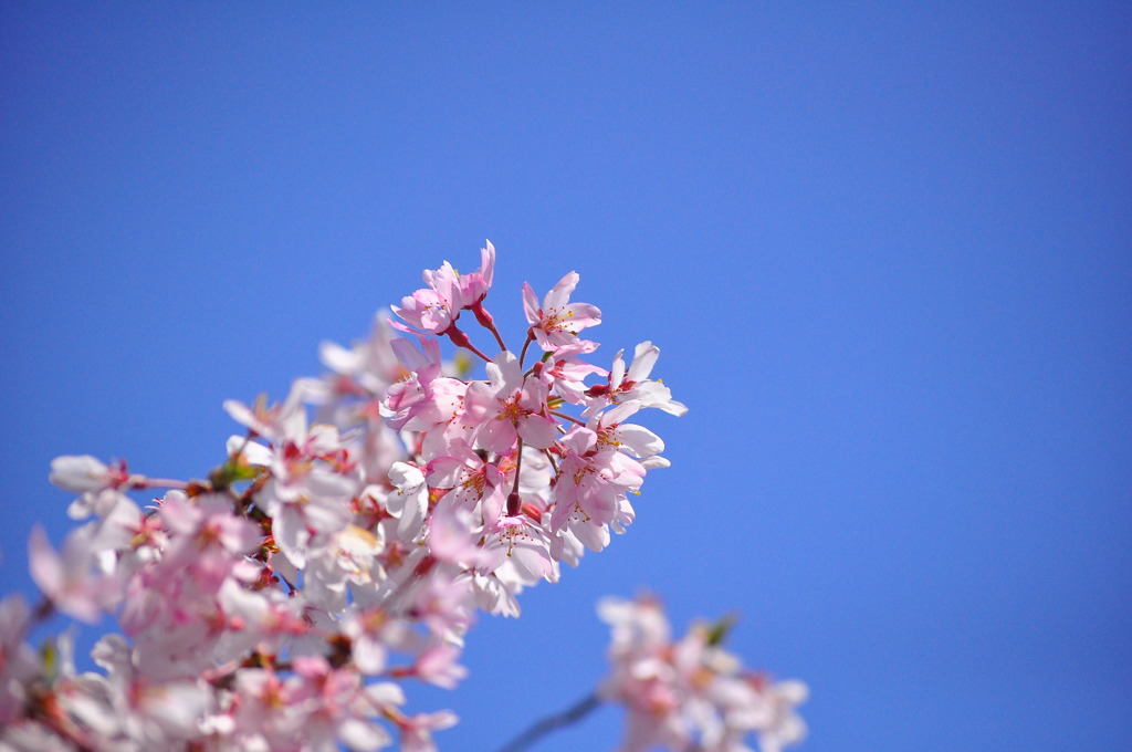 空と桜