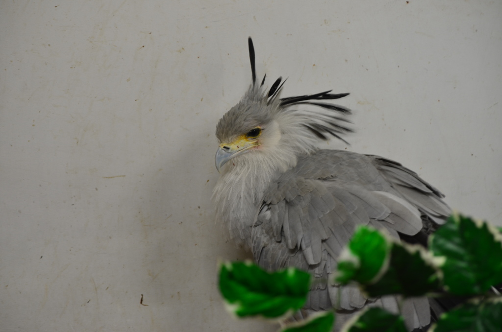 Beautiful bird