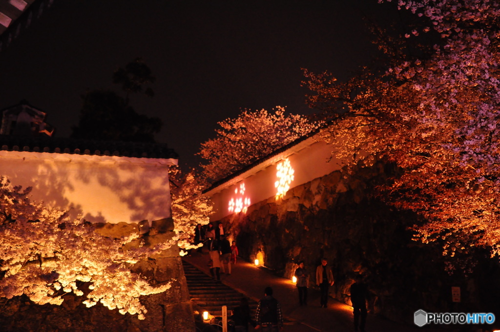 白鷺城夜桜