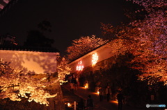 白鷺城夜桜