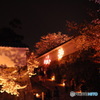 白鷺城夜桜