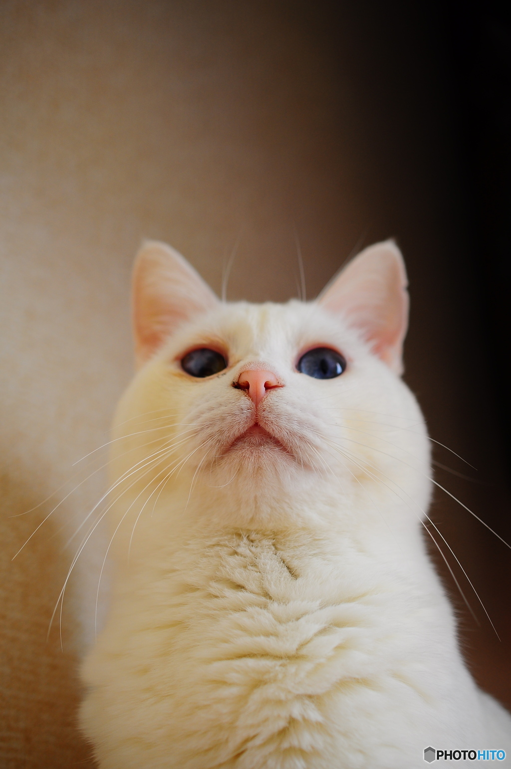 Odd eye