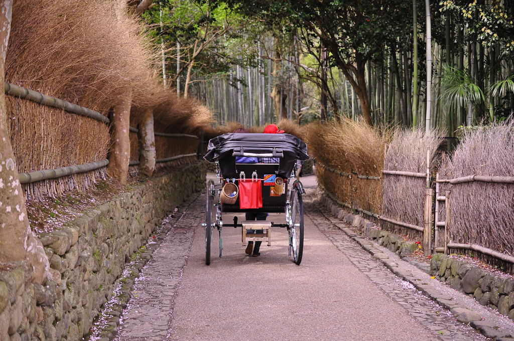 竹林を行く