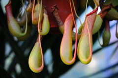 insectivorous plant