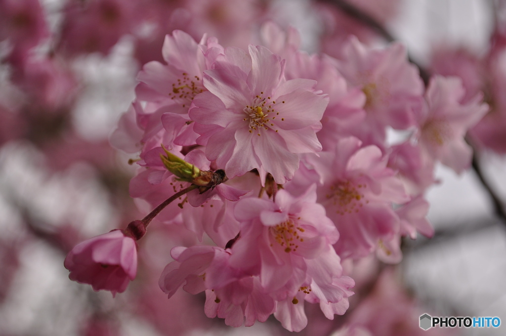 SAKURA