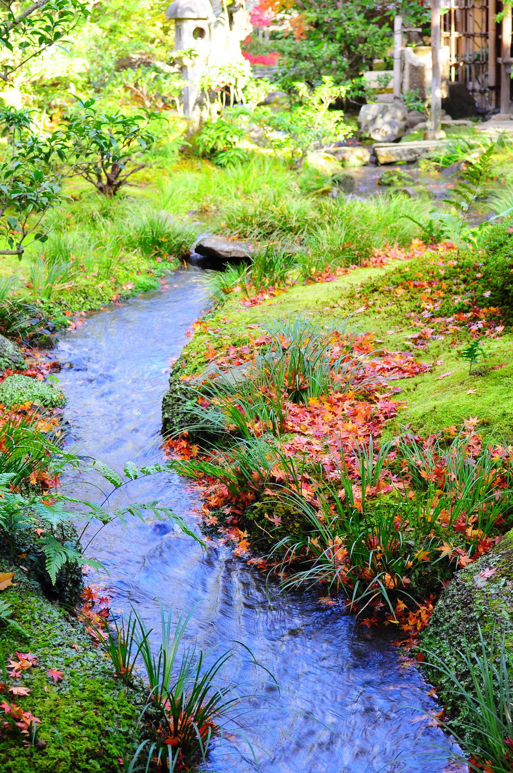 「うらを見せおもてを見せて散る紅葉」