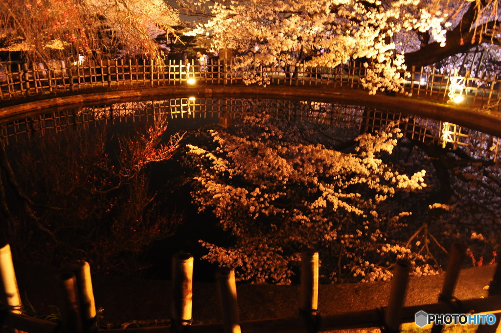 夜桜