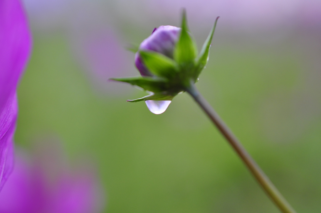 teardrop