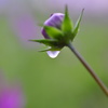 teardrop