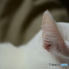 EarHair