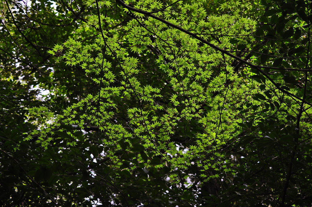 Green stars