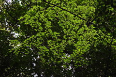 Green stars