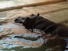 Hippopotamus amphibius