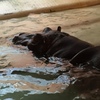 Hippopotamus amphibius