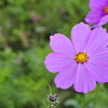 秋   桜