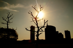 太陽