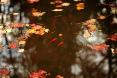 池と金魚と落ち葉