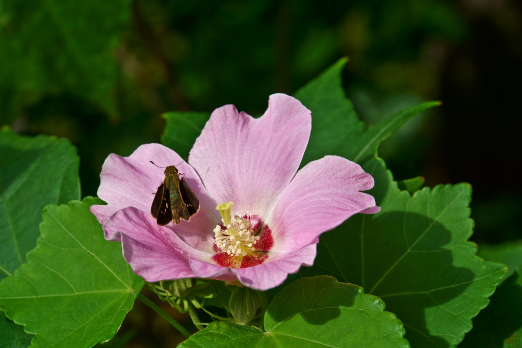 花弁にとまる