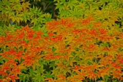 半分紅葉
