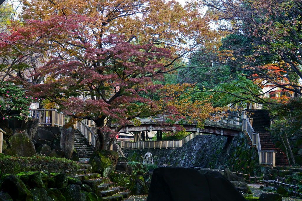 紅葉の写真