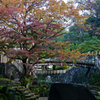 紅葉の写真
