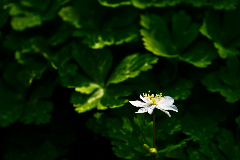 花の写真