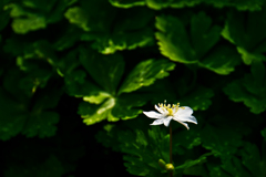 花の写真