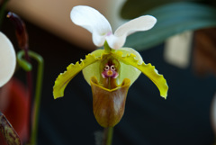 エイリアン？？