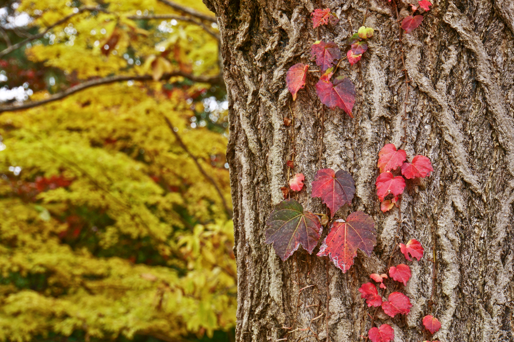 蔦紅葉