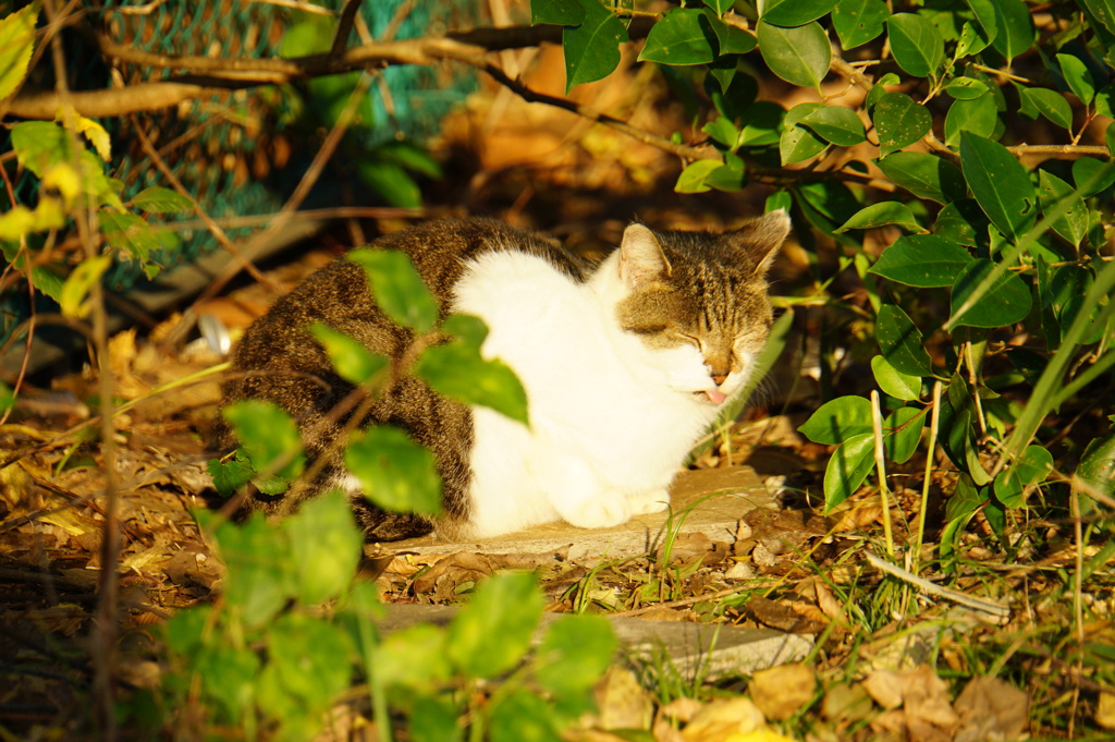 舌を出す猫：まぶしい！