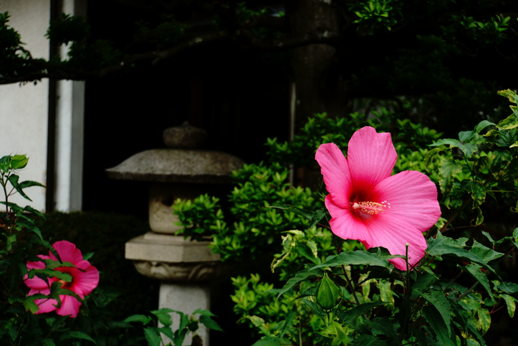 花の写真