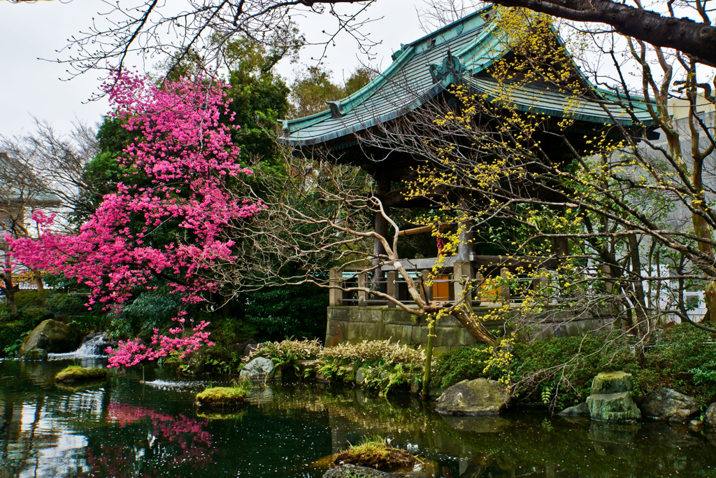 西新井大師