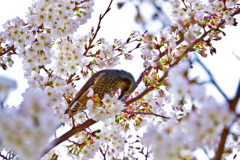 鳥も楽しむ桜