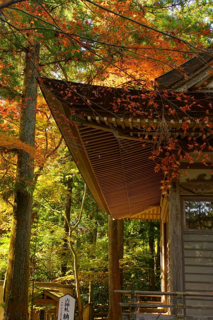宝登山神社の紅葉　2017年11月