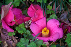 落花