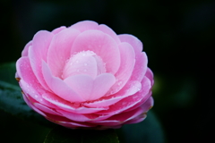 雨の日の花（2/2）