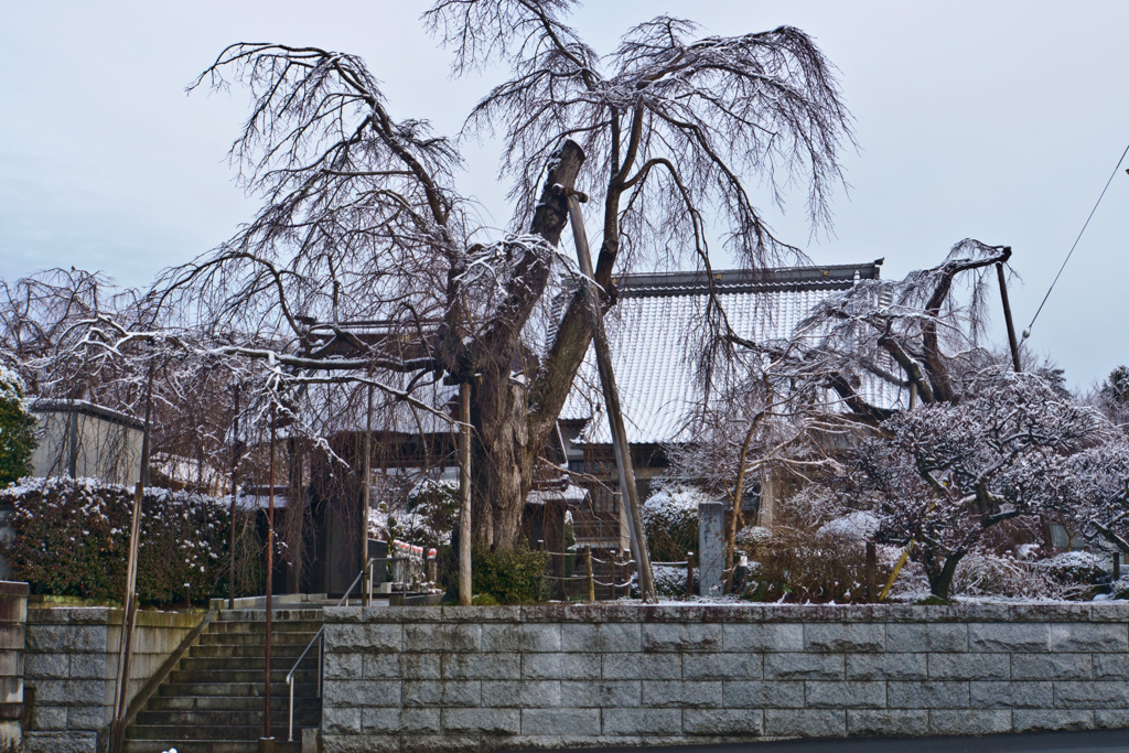 雪景色