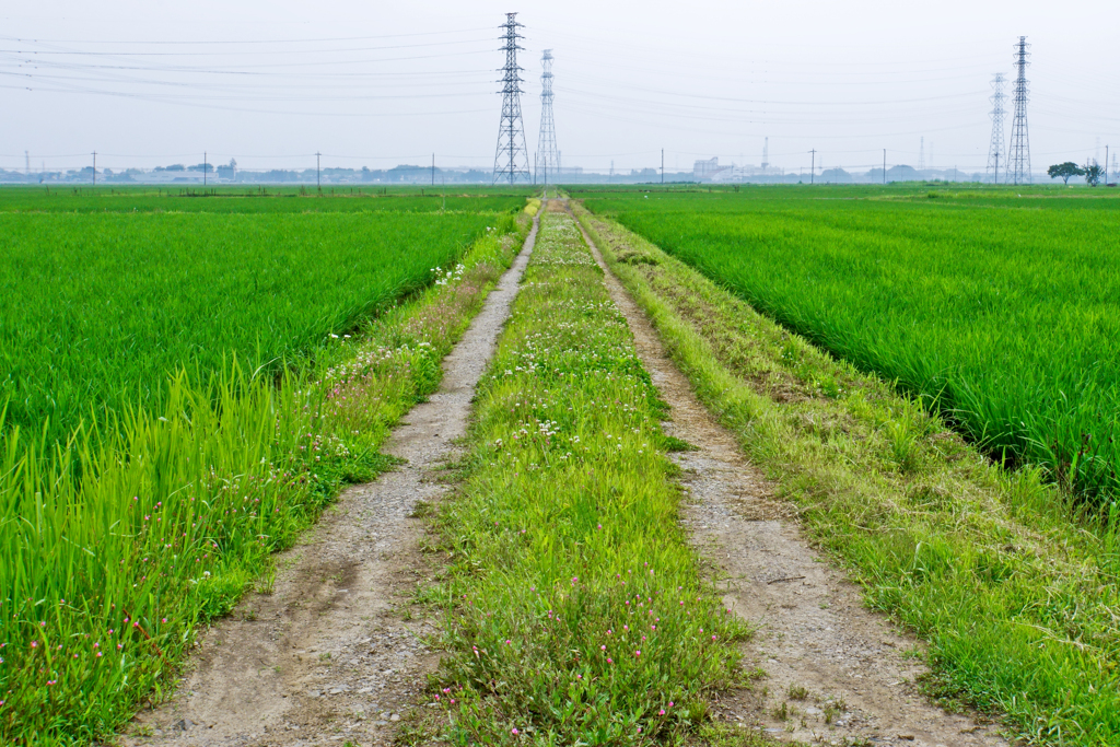 あぜ道