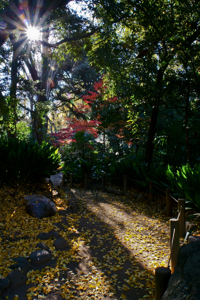 紅葉