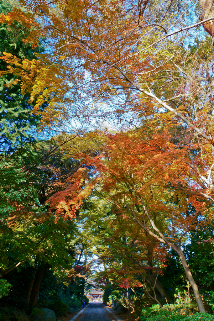 紅葉