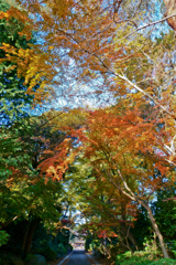 紅葉