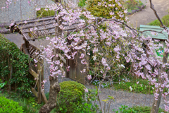 花の写真