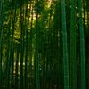 樹木の写真