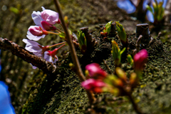 桜（2020年）