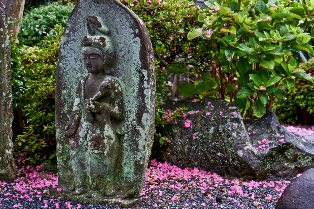 花の写真
