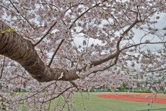 2016年の近所の桜